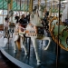 Carousel horses 6035
